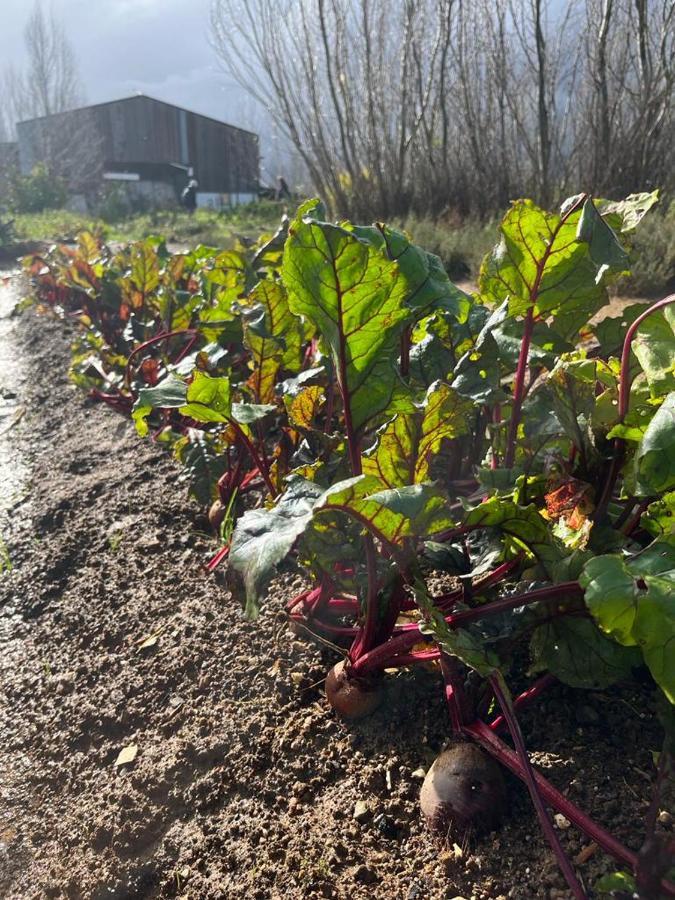 Eikelaan Farm Farm stay *