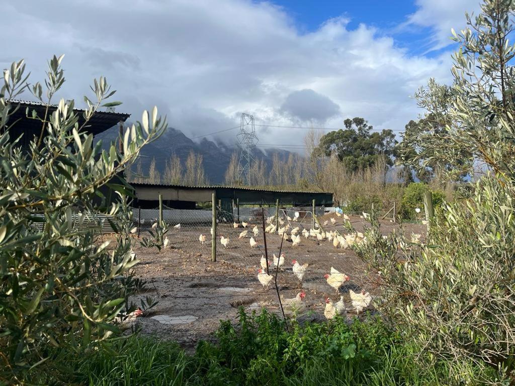Eikelaan Farm * Tulbagh